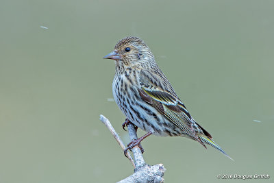 Pine Siskin in an Early Spring Snowstorm