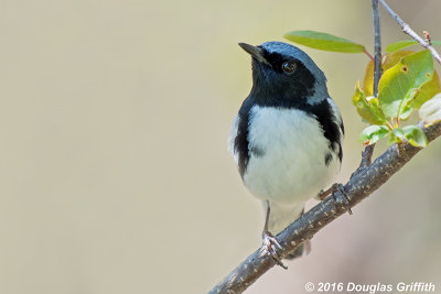 Male Black-throated Blue Warbler: SERIES of Two Images