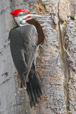 Pileated Woodpecker (M): SERIES of Two Images