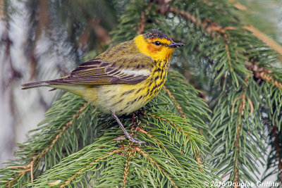 Male Cape May Warbler