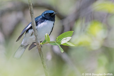 Male Black-throated Blue Warbler