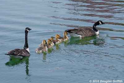 Family Portrait: Canada Geese