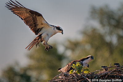 The Fisherman II - Osprey: SERIES of Two Images