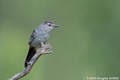 Gray Catbird: SERIES of Two Images