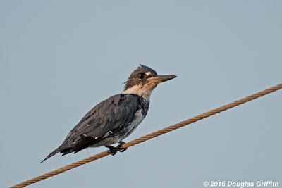 Bird on a Wire: Belted Kingfisher