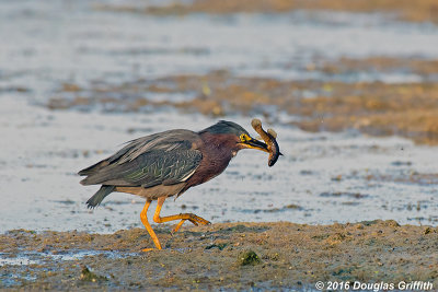 Skewered: Green Heron with Perch Minnow