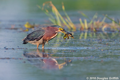 Double Green: Green Heron with Green Frog