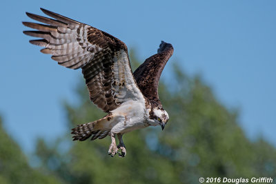 Searching: Adult  Male Osprey