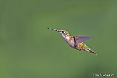 Showing a Little Tongue: Ruby-throated Hummingbird (Juvenile Male)
