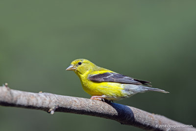 Juvenile Male American Goldfinch
