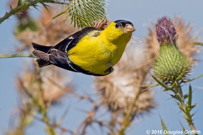 Male American Goldfinch Hanging from Bull Thistle