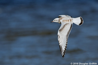 Juvenile Bonaparte's Gull