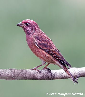 Purple Finch (M)