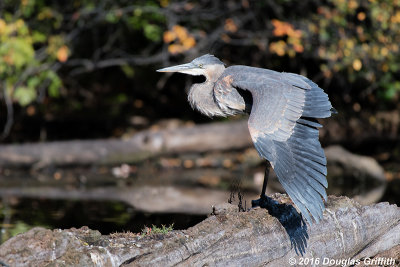 One Wing Stretch: Juvenile Great Blue Heron