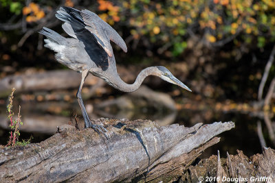 Two Wing Stretch: Juvenile Great Blue Heron