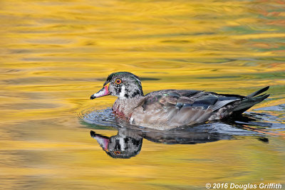 Juvenile Male Wood Duck Swimming in Water Turned Gold from Fall Foliage Reflections