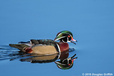 Coloured Water: Blue Phase - Male Wood Duck
