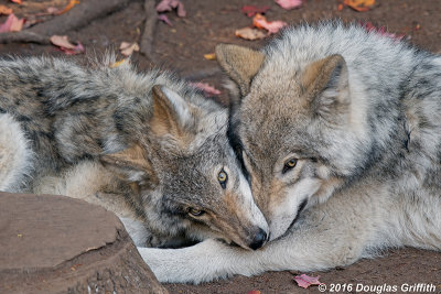 Siblings: Two Juvenile Gray Wolves