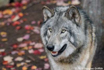 Fall Colours: Gray Wolf