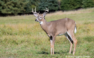 Young 8-Point Buck: White-tailed Deer