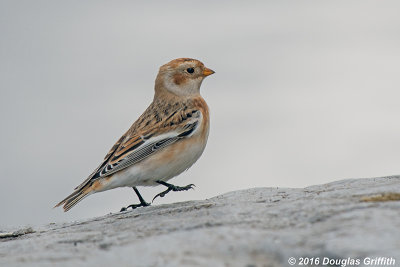 They're Baaaaacccck: Snow Bunting: SERIES of Two Images