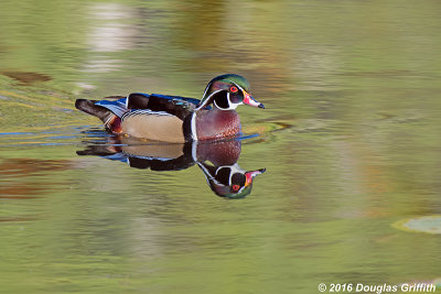 Coloured Water: Green Phase - Male Wood Duck