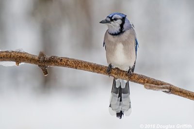 Yes, Ethel; it's Snow: Blue Jay