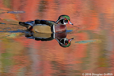 Coloured Water: Red Phase - Male Wood Duck