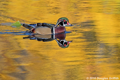 Coloured Water: Gold Phase - Male Wood Duck