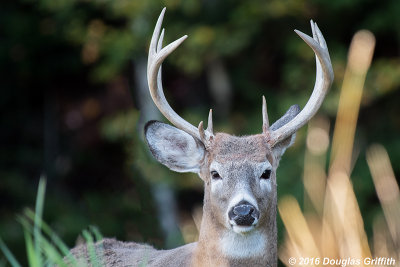 Ten-point Buck: White-tailed Deer