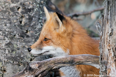 Framed: Red Fox