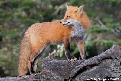 Vixen on a Log: Female Red Fox