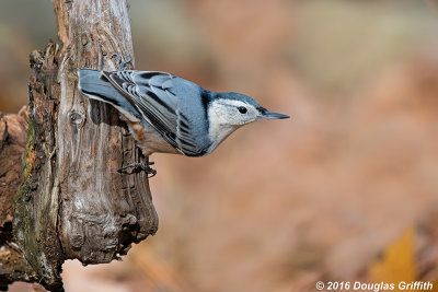 White-breasted Nuthatch: SERIES of Two Images