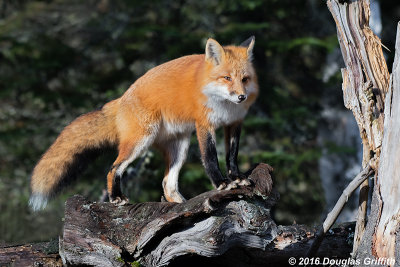 Male Red Fox
