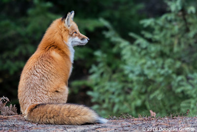 Portrait of a Male Red Fox