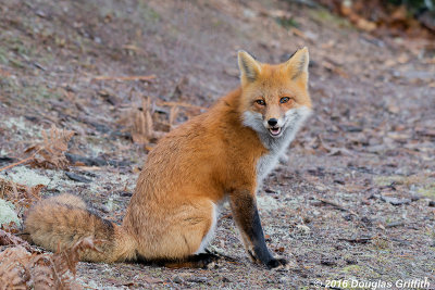 Isn't She Lovely? - Female Red Fox