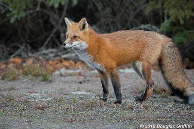 The Stare: Female Red Fox