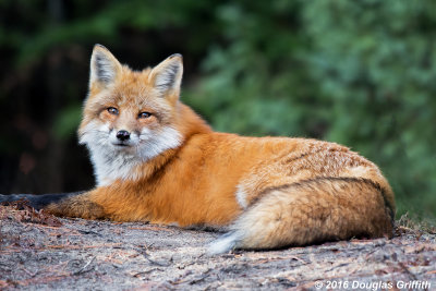 Soaking up Some Rays: Male Red Fox