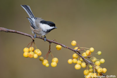 Black and Yellow: Black-capped Chickadee: SERIES of Three Images
