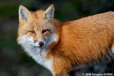 Portrait of a Male Red Fox: SERIES of Two Images