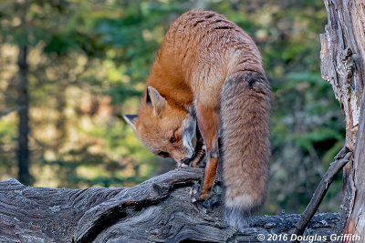 The Scent: Male Red Fox