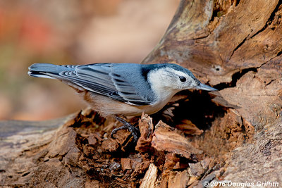 White-breasted Nuthatch  