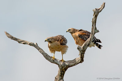 A Pair of Red-shouldered Hawks