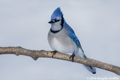 Blue and Gray on White: Blue Jay
