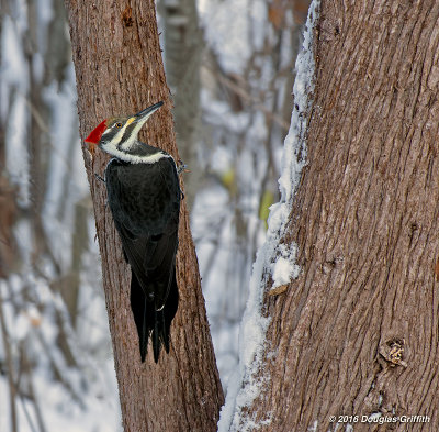 Female Pileated Woodpecker on a Snowy Tree