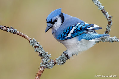 The Scowl: Blue Jay