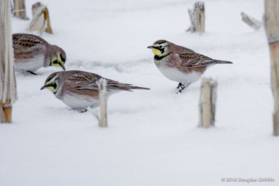 Horned Larks in a Snowy Cornfield: SERIES of Three Images