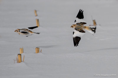 Follow the Leader: Snow Bunting