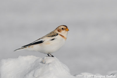 Portrait of a Snow Bunting