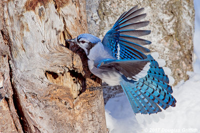 Hang in there Baby: Blue Jay